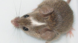 Timeline: Body Farm 2014: Three Blind Mice