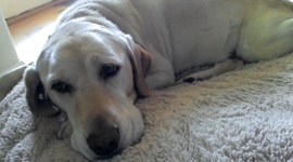 Timeline: Civil War Portfolio Thingymajiger Doo da