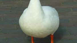 Timeline: Unit 4 Timeline