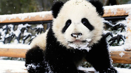 Timeline: Timeline Activity 1945-2000