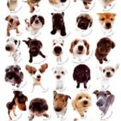 Timeline: Differernt types of dogs I have owned