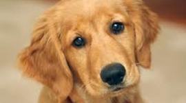 Timeline: Marley's life