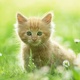 Cute kitten 1920x1200 (1)
