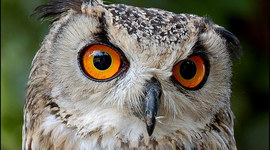 Timeline: FILÒSOFS de les PAU