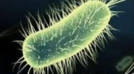 Timeline: The History of The Germ Theory of Disease