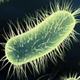 Bacteria