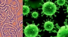 Timeline: The history of the Germ Theory of Disease