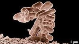 Timeline: The History of the Germ Theory of Disease by Kailee