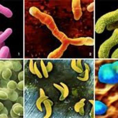 Timeline: The History of the Germ Theory of Disease