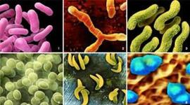 Timeline: The History of the Germ Theory of Disease