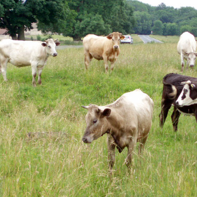 Timeline: GCU 113 Timeline