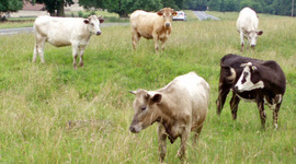 Timeline: GCU 113 Timeline