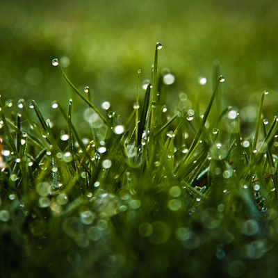 Timeline: Шаги по росе