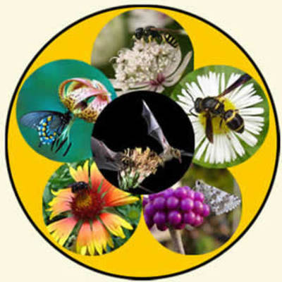 Timeline: Pollinator Project TImeline