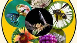 Timeline: Pollinator Project TImeline