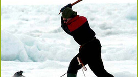 Timeline: ANIMALES EXINTOS POR ACCION DEL HOMBRE.