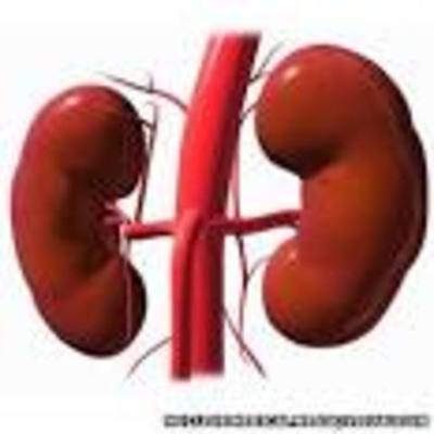 Timeline: history of kidney trasplantation
