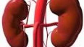 Timeline: history of kidney trasplantation