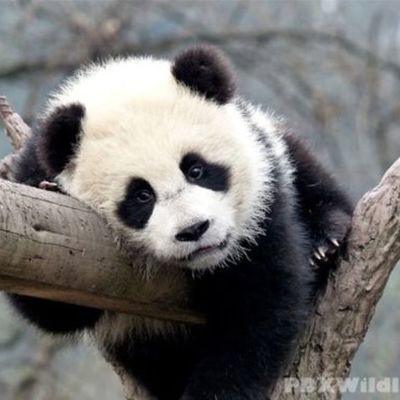 Timeline: Wild Pandas