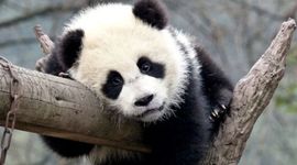 Timeline: Wild Pandas