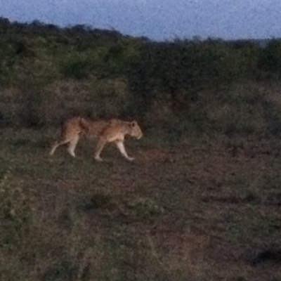 Timeline: nics life timeline