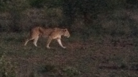 Timeline: nics life timeline