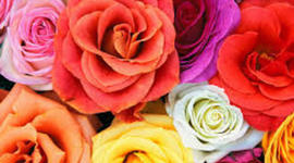 Timeline: Carlie's timetoast