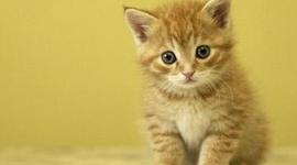 Timeline: Línea del tiempo.