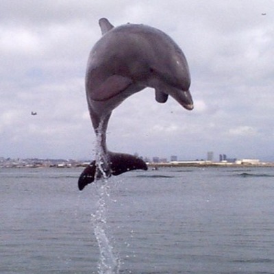 Timeline: kennedy`s life