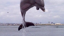 Timeline: kennedy`s life