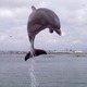 Dolphin jump
