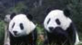 Timeline: ESPECIES EXTINTAS POR EL HOMBRE