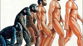 Timeline: Hominidos