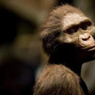 Timeline: Homínidos