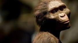 Timeline: Homínidos