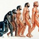 Evolucion humana