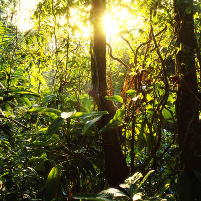 Timeline: Rainforest-Food cahin