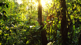 Timeline: Rainforest-Food cahin