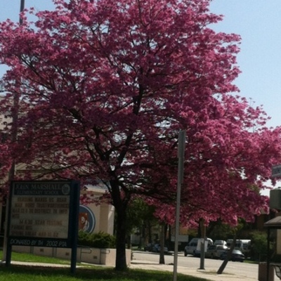 Timeline: Children Language Development