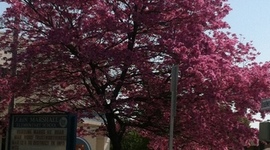 Timeline: Children Language Development