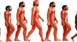 Timeline: Evolución de las especies