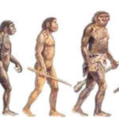 Timeline: Primates hominoideos
