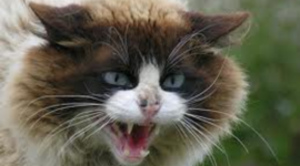 Timeline: Cat catalog