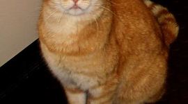 Timeline: Rember 2014