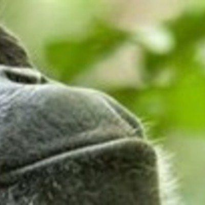 Timeline: EVOLUCIÓN HUMANA