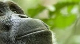 Timeline: EVOLUCIÓN HUMANA