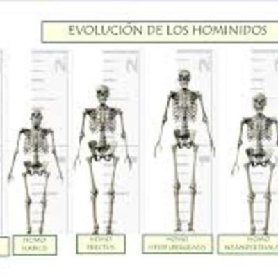 Timeline: Especie Homínido
