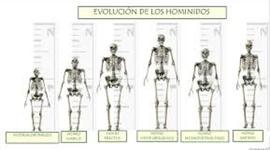 Timeline: Especie Homínido