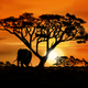 African landscape by dasflon d5l9t7c5