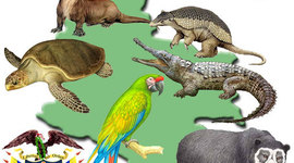 Timeline: ESPECIES EXTINTAS EN COLOMBIA